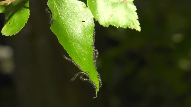 Caterpillars of birch leafminer on birch leaf.