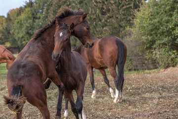 Fototapeta premium raufende Hengstfohlen im Herbst 3