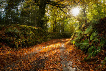Autumn lane with leaves on the ground and sunshine beaming through trees, Cornwall, UK
