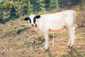 Cow in nature