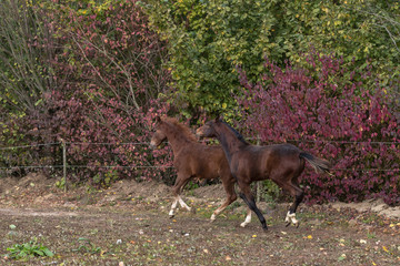 Aufforderung zum Spiel