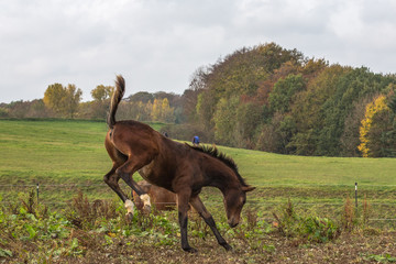 Bocksprung eines Fohlens
