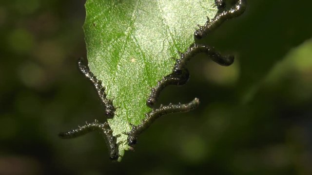 Caterpillars of birch leafminer on birch leaf.