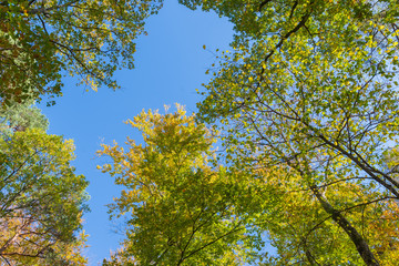 Blauer Himmel über dem farbigen Wald