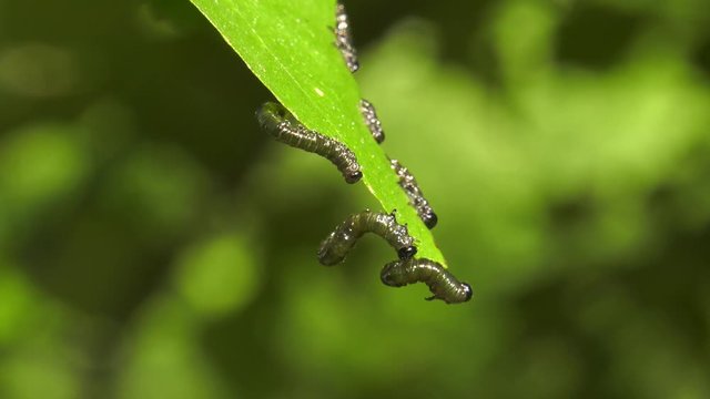 Caterpillars of birch leafminer on birch leaf.
