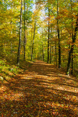 Weg im Wald im Herbst mit orangen und gelben Farben- Natur geniessen