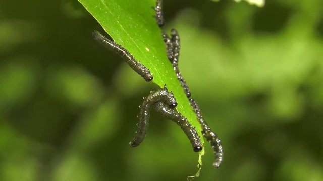 Caterpillars of birch leafminer on birch leaf.