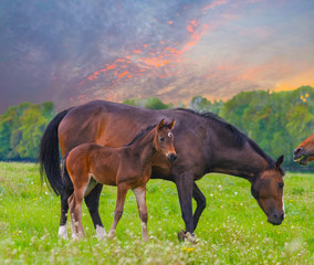little foal exploring the big world under the supervision of her mom in a meadow at sunset