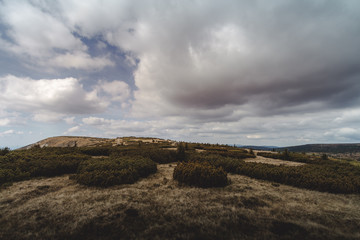 Heather growing on the top of the mountain.