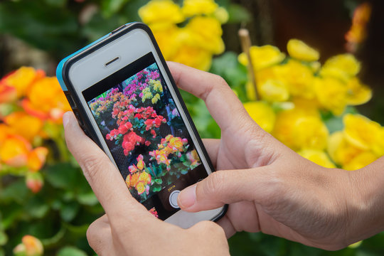 Women's hands holding mobile phone take a photo of flowers.