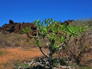 Fototapeta na wymiar Plants colonising the volcanic landscape near Orzola, Lanzarote