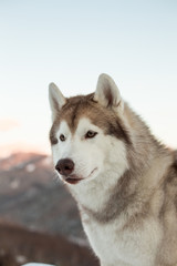 Profile portrait of cute Siberian husky is on the snow at sunset. Close-up of Husky dog sitting on mountain background