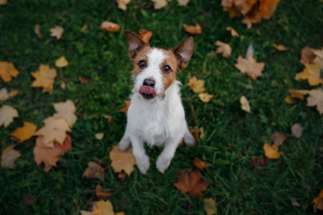 Cute and funny dog in the park in the fall. Pet in nature. Autumn mood. Jack Russell Terrier