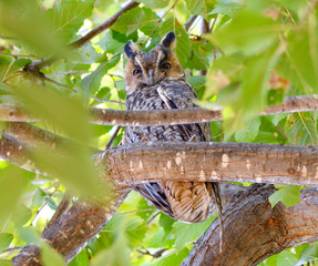 Long-eared Owl Perched in Trees