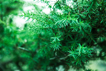 Fragment of a green twig of pine needles in a park on a summer sunny day