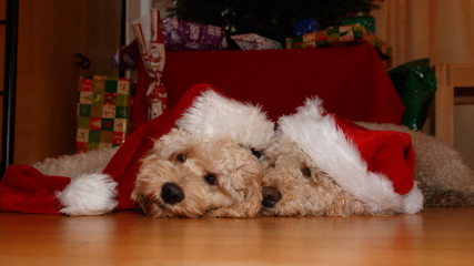 Weihnachtsbild mit zwei süssen Hunden und Weihnachtsbaum