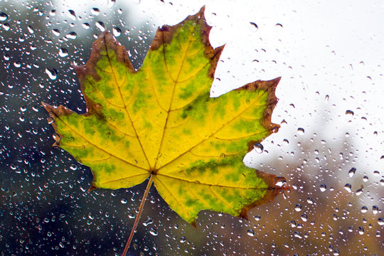 yellow leaf on the car glass © Владимир Солдатов