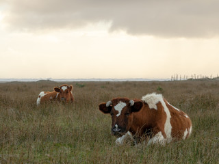 Fototapeta na wymiar Cows 9