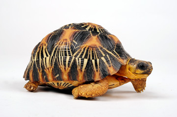 Naklejka premium Żółw promienisty (Astrochelys radiata) - żółw promienisty