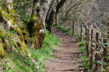 sentier dans la nature