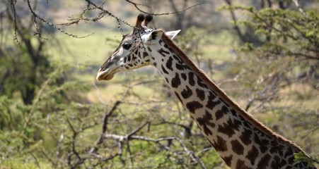 Tête de girafe, Serengeti park, Tanzanie