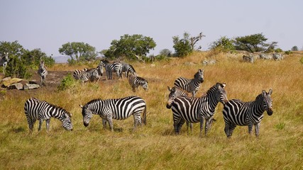 Fototapeta na wymiar Groupe de zèbres, Serengeti Park, Tanzanie
