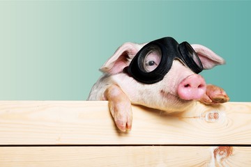 Cute piglet animal in aviator glasses hanging