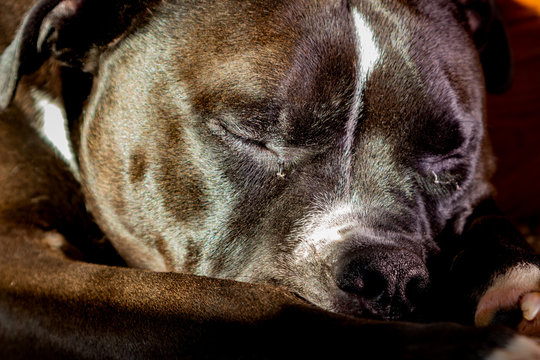 Dog Napping Closeup