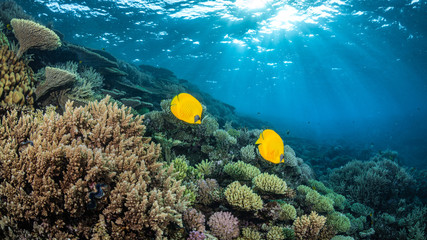 Fototapeta na wymiar Korallenriff im Roten Meer, Ägypten