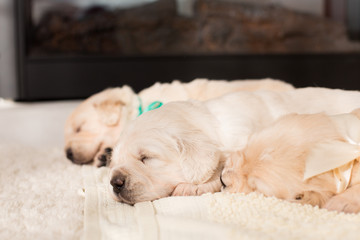 Cute golden retriever puppiies with ribbons sleeping on the blanket