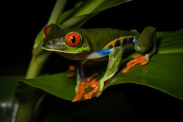 Red-eyed Tree Frog in The Arenal Rainforest, Costa Rica