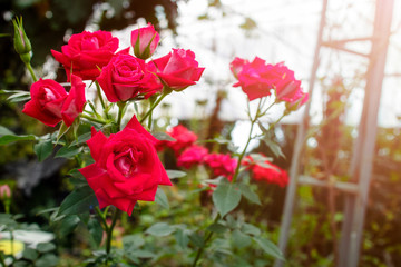 Rosa rubiginosa red background nature.