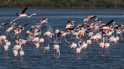 Fototapeta premium flock of flamingos