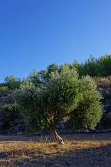 Alter Olivenbaum auf Feld unter blauem Himmel