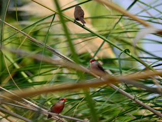 Several exotic birds of red beak on the reeds, Estrilda astrild