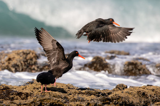 Black Birds In Flight At The Beach