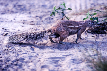 Ground Squirrel (Xerus inauris), Kutse Game Reserve, Kweneng, Botswana, Africa
