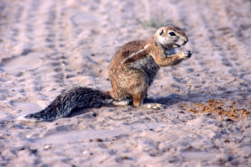 Ground Squirrel (Xerus inauris), Kutse Game Reserve, Kweneng, Botswana, Africa
