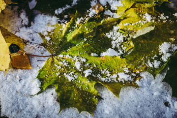 Maple leafs in the snow. 3
