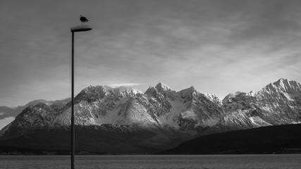Panoramic view of Lyngen Alps with high snowy peaks and seagull sitting on a lamp, Oldervik, Norway