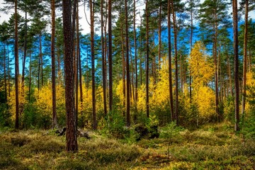 Farben der Erde. Mischwald im Herbst. Franken.