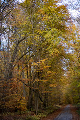 Herbstwald