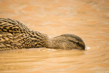 beautiful ducks swim in a muddy puddle
