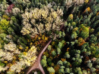 Farben der Erde. Mischwald im Herbst. Franken.