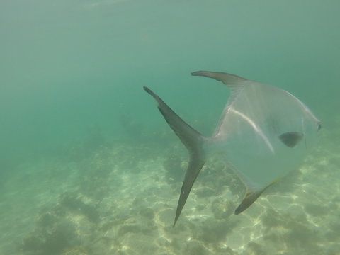 Acumal Bay