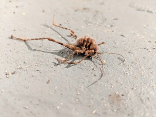 dead insect