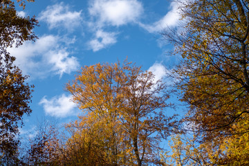 Fototapeta premium Bäume im Herbst