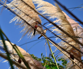 Small exotic birds on the grass of the Pampa in full bloom, common estrilda