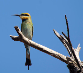 Rainbow Bee-eater