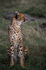 Naklejka na ściany i meble Cheetah Portarit